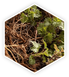 Nettle Root Herb