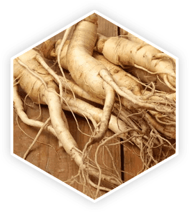 Panax Ginseng Root