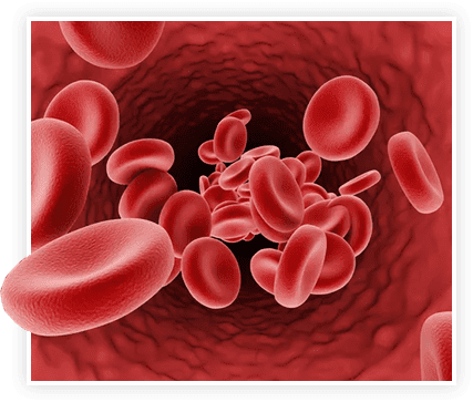 Blood cells